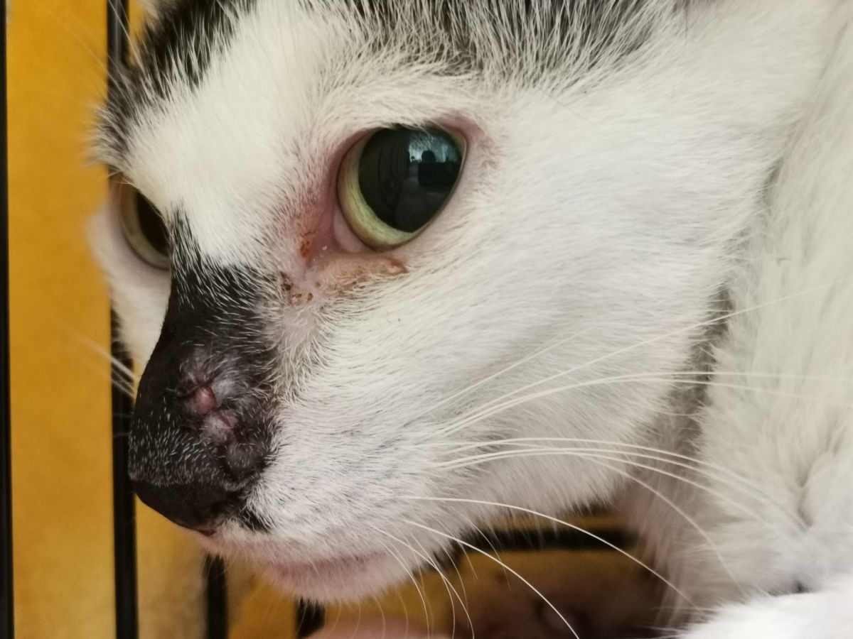 ▲新北市新店區達觀社區在今年7月發生流浪貓遭民眾以槍枝射擊。（圖／新北市動保處提供）