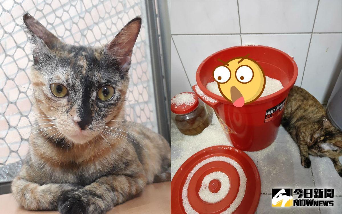 ▲阿妹跳上米缸送上大禮，讓主人大崩潰。（圖／網友葉維新提供）