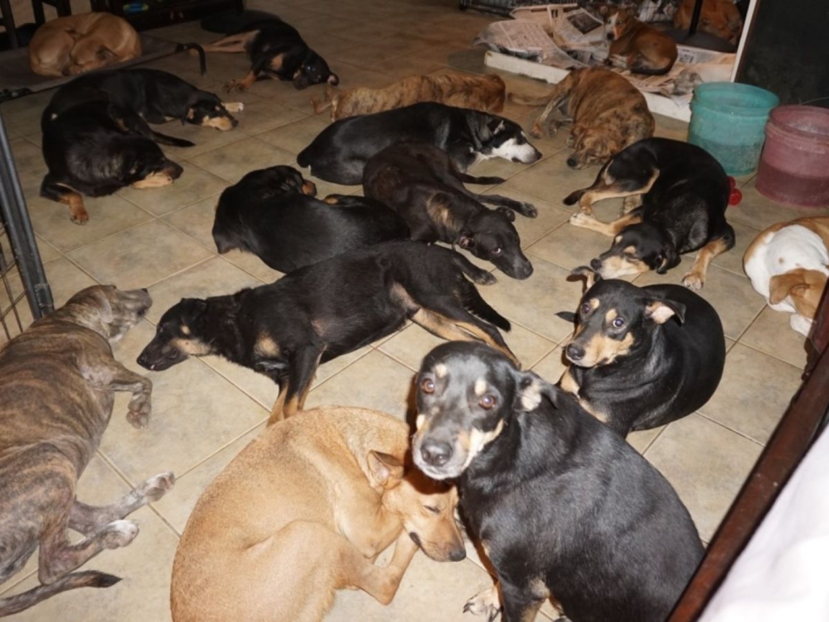 雀菈身為一名愛狗的人，看到狗狗在颶風肆虐下無家可歸，感到相當不捨。 (圖/Facebook@Chella Phillips)