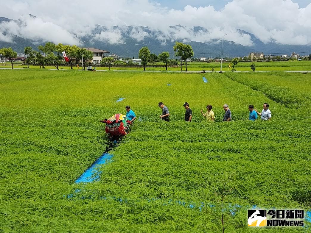 ▲礁溪鄉玉田社區以休耕稻田種植的綠肥「田菁」規劃成迷宮，要讓遊客體驗不一樣的農村風情。（圖／記者李清貴攝,2019.09.04)