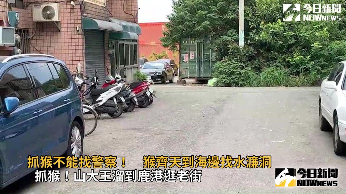 ▲福興鄉龍舟路出現一隻台灣獼猴在逛大街，農業處研判有可能是飼養後野放。（圖／記者陳雅芳翻攝，2019.09.04）