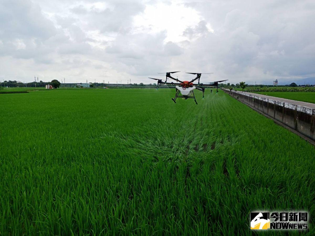 ▲大埤鄉公所推廣省工又省時的無人機噴灑農藥而舉辦示範觀摩。（圖／記者簡勇鵬攝，2019.09.05）