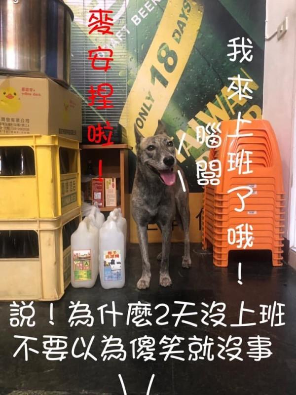 常客難伺候!店休沒通知狗狗氣噗噗 只好拿雞翅賠罪!
