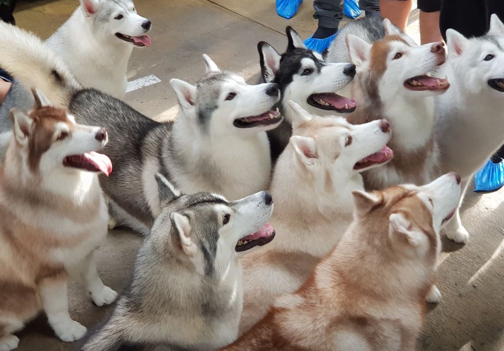 ▲（圖／翻攝自True Love Cafe臉書）