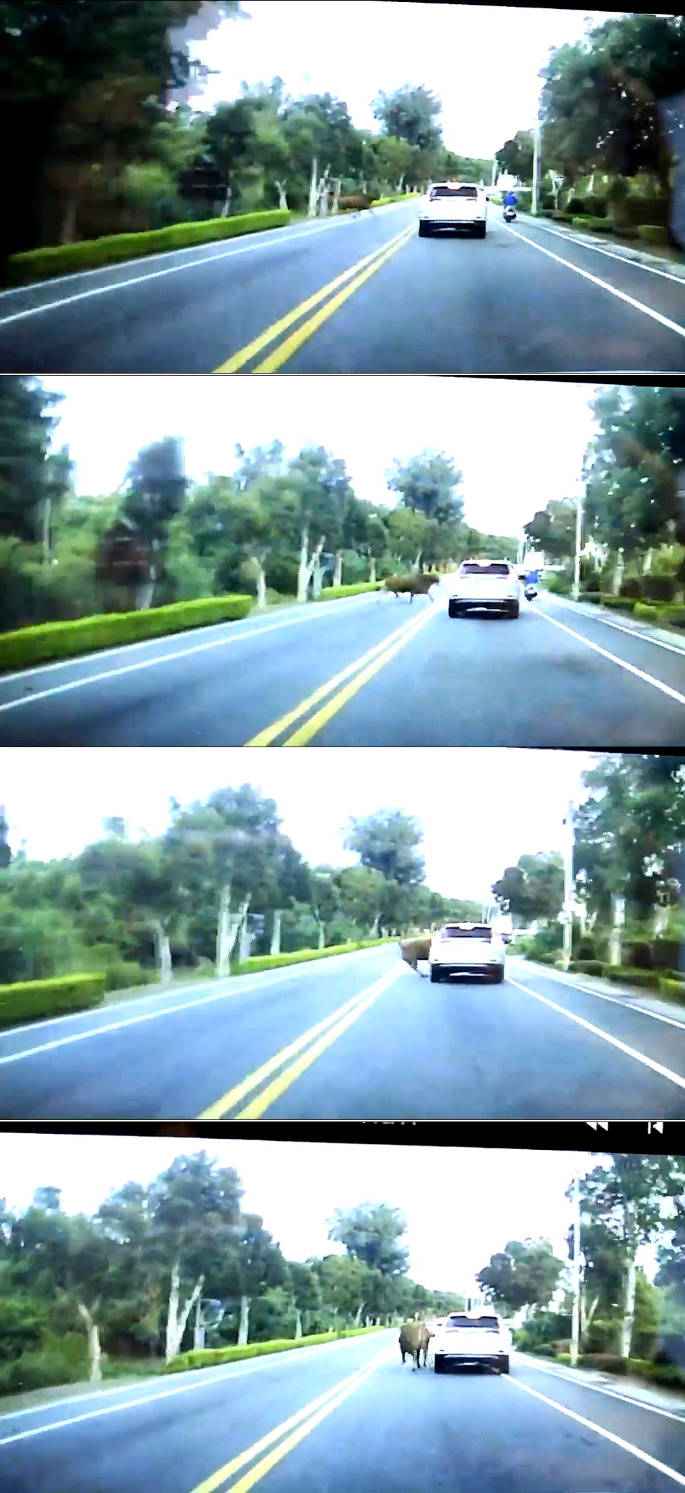 ▲白色自小客車行經瓊徑路段時，遭一隻從路旁草叢中竄出的大黃牛攔腰追撞。（圖／金門縣警局提供）