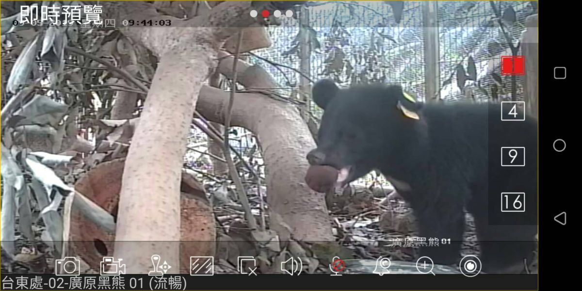 ▲台東廣原小熊在籠內進行探索。（圖／台東林管處提供）