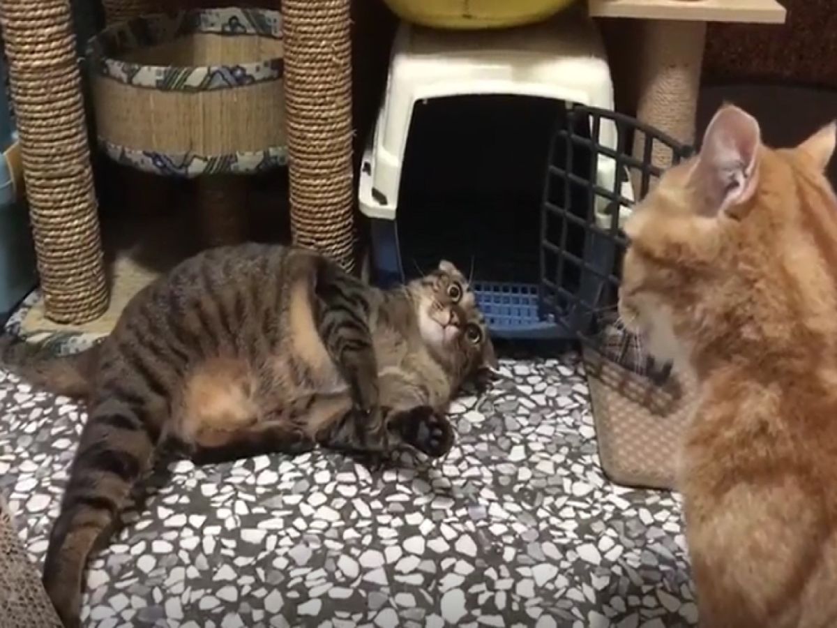 嘟嘟：葛格你鼻要再靠近喔！偶要叫了喔！（圖／翻攝自送養人Yvonne Chiu提供影片）