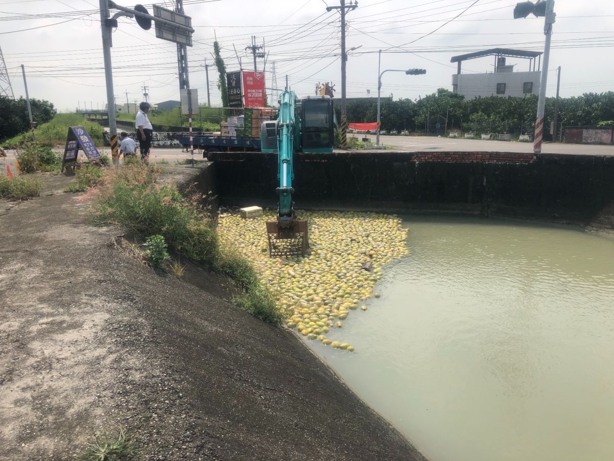 ▲麻豆水圳遭隨意丟棄裂果文旦。（圖／台南市環保局提供）