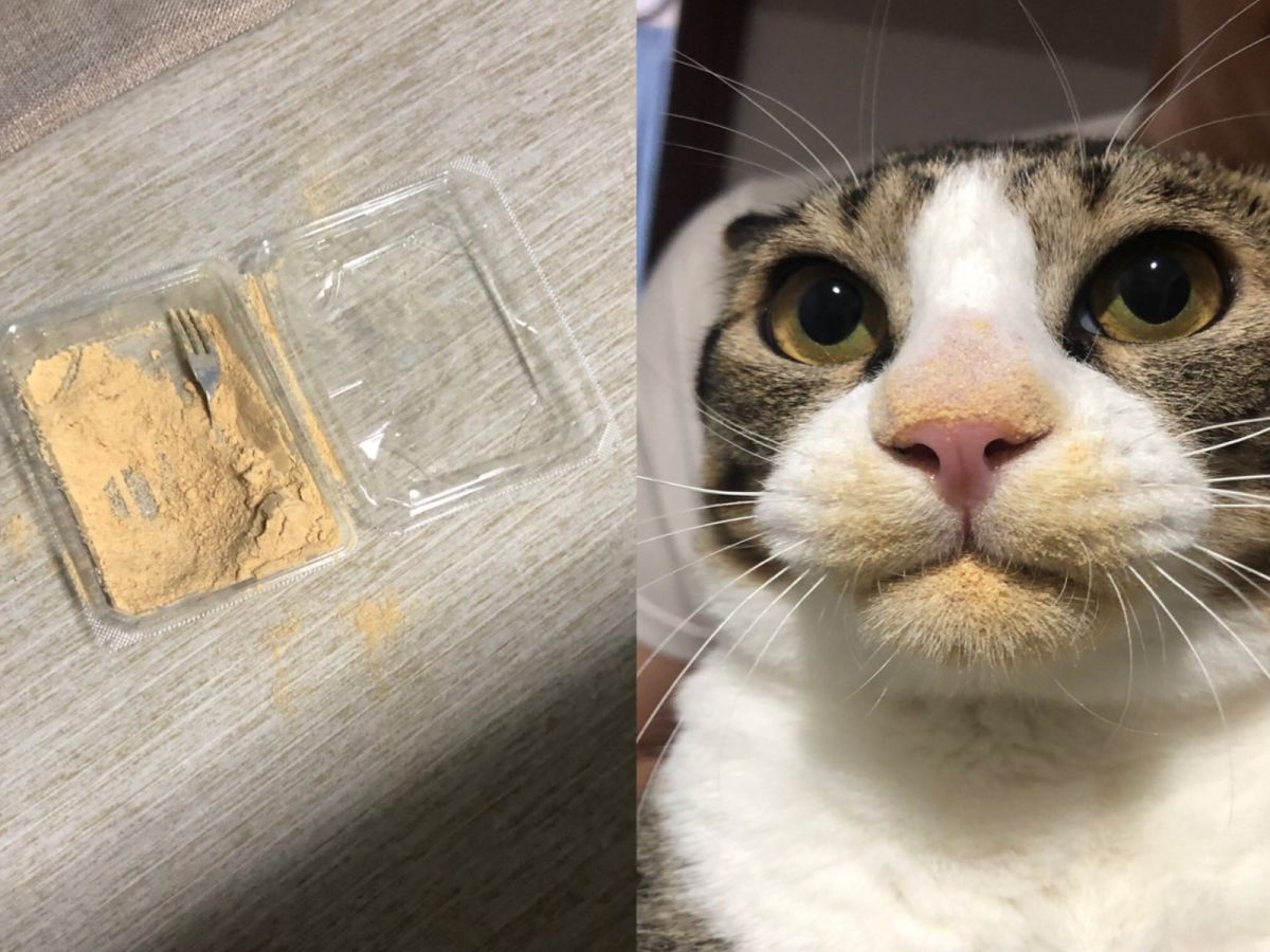 貪吃貓Kinako偷吃東西被主人抓包！（圖／twitter@silver_stage）