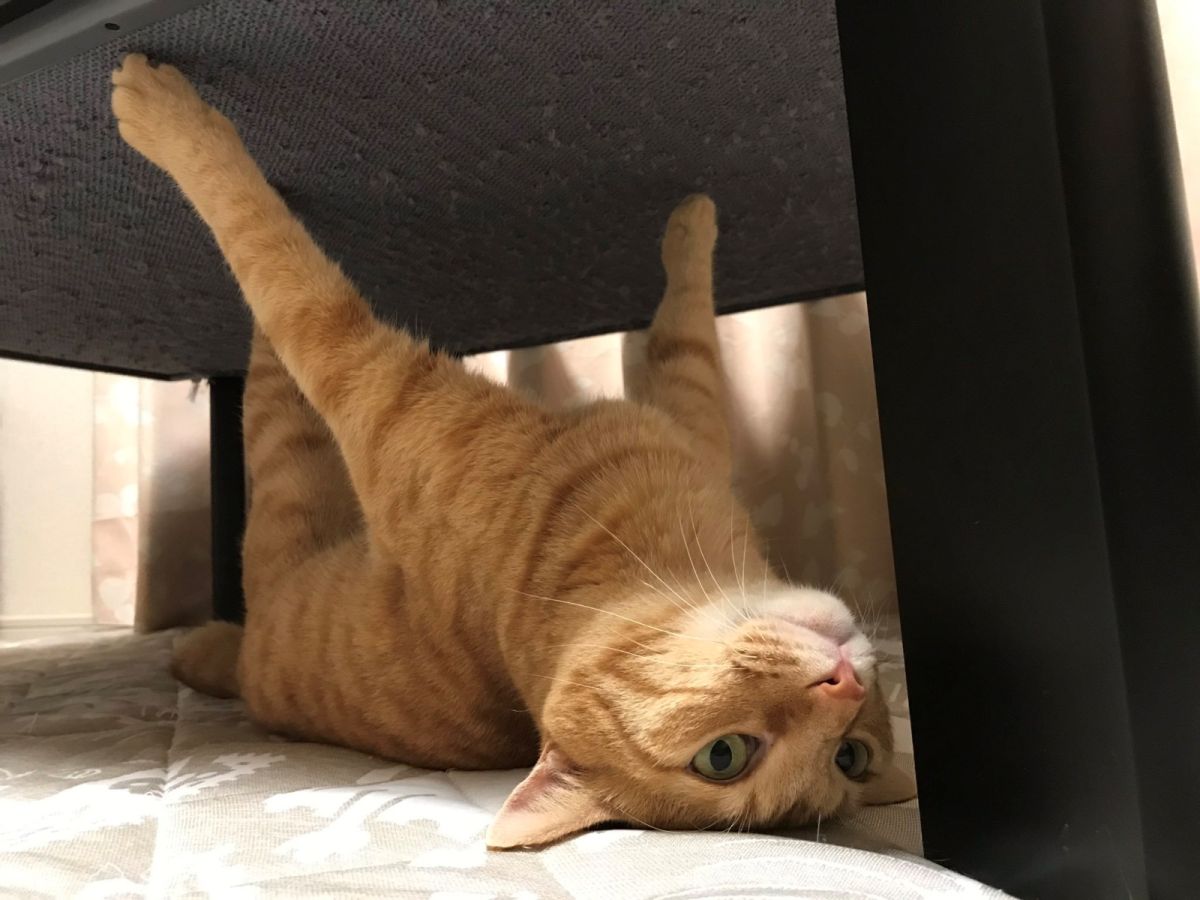 朕的手好痠，鼻要再看惹啦！(圖/Twitter@18fuki)