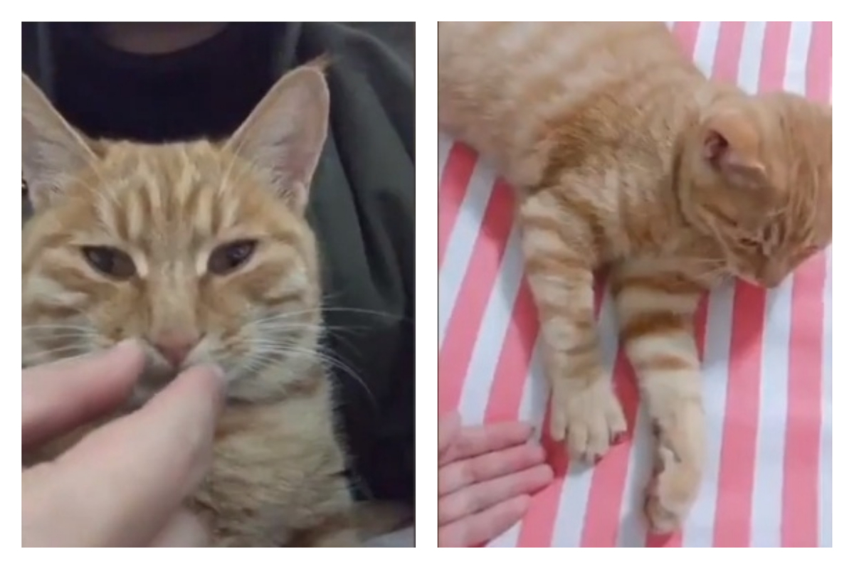 ▲中國大陸四川省昨（ 8 ）日凌晨發生地震，一名當地居民表示愛貓事發前出現反常舉動。（合成圖／翻攝自梨視頻）