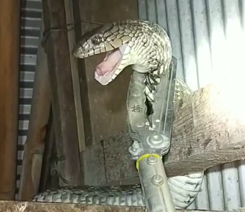 ▲橫山分局員警逮捕昂首吐信的大型臭青母。（圖／橫山分局提供）