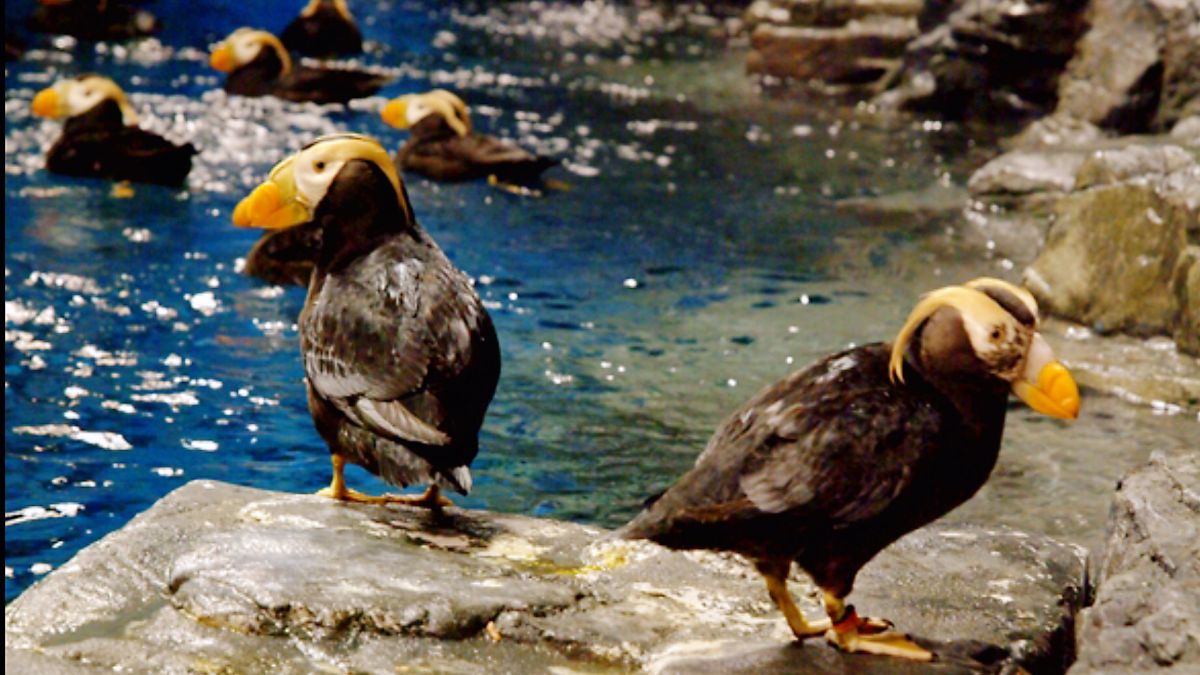 ▲海生館又添生力軍，4隻可愛的「鳳頭海鸚鵡」寶寶成功誕生。（圖／海生館提供）