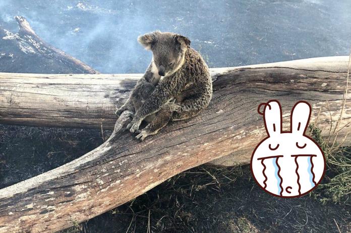 ▲澳洲森林大火現場，發現一對無尾熊母子，媽媽用身體保護幼熊，但自己背部的毛卻都被燒焦了。（圖／翻攝自 Wildcare Australia Inc. 臉書）