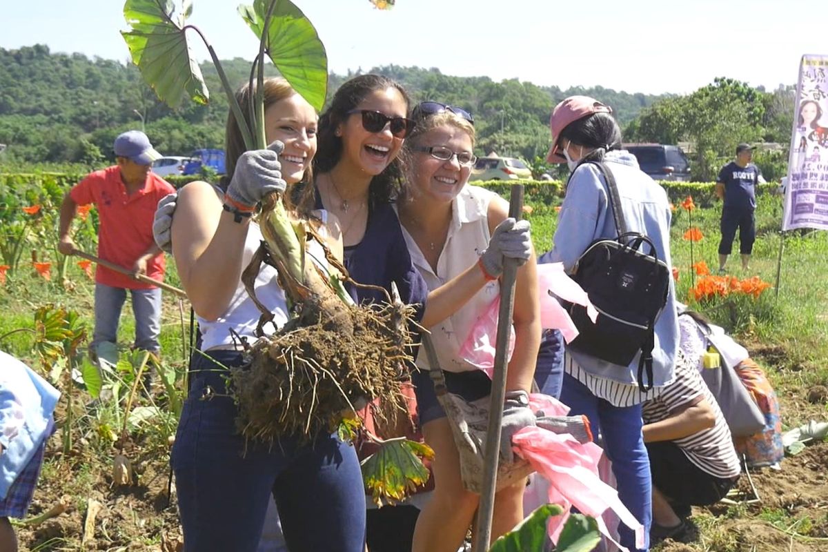 ▲烈嶼鄉公所將於10月26日上午辦理『挖芋體驗活動』，歡迎民眾及鄉親踴躍報名。（圖／蔡若喬攝, 2019.09.12）