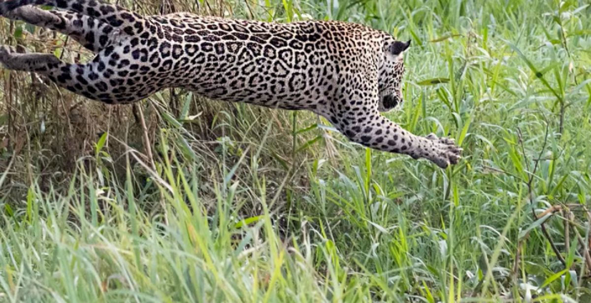 ▲一隻美洲豹跳入河中與鱷魚對決。（圖／翻攝 Youtube SWNS TV ）