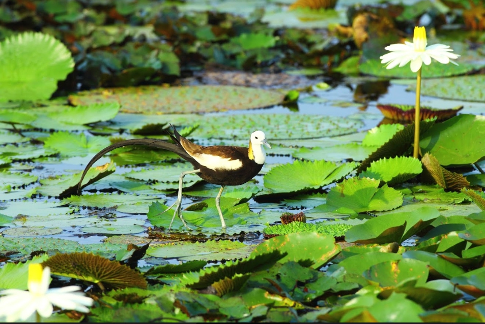 ▲水雉生態教育園區19年來，從搶救水雉存亡，到約有100隻水雉在此安居。（圖／林務局提供）