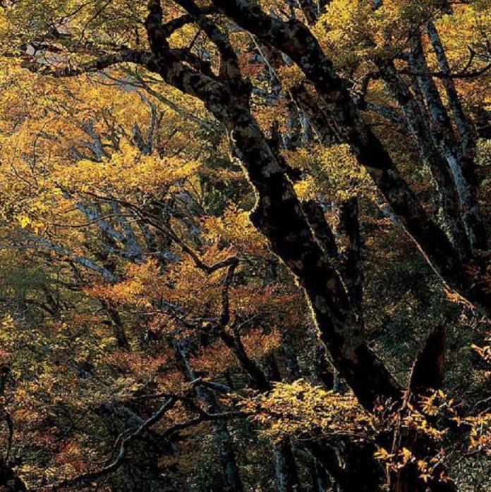 ▲太平山國家森林遊樂區的台灣山毛櫸葉片即將於10月份開始換新衣，屆時整片山頭將成為金色森林。（圖／羅東林管處提供)