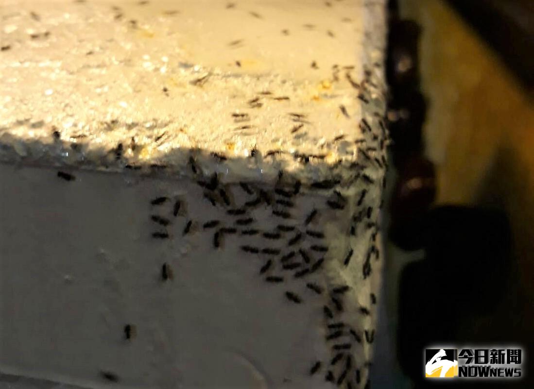 ▲古坑華山繼嘉義、南投也傳出褐扁琉璃蟻侵入住宅危害，影響村民生活及店家生意。（圖／記者蘇榮泉翻攝，2019.09.13）