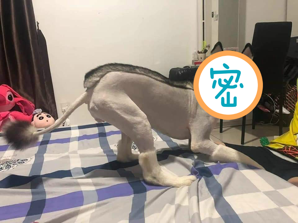 ▲網友分享自家哈士奇剃毛後的造型，讓萬人看傻眼，直呼這是「哈士驢」嗎？（圖／翻攝自爆廢公社臉書）