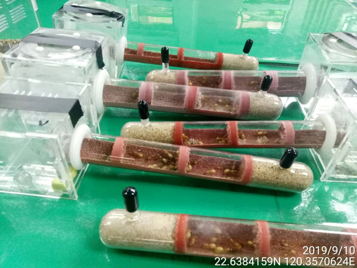 ▲本次查獲走私的巨山蟻屬螞蟻。（圖／防檢局提供）