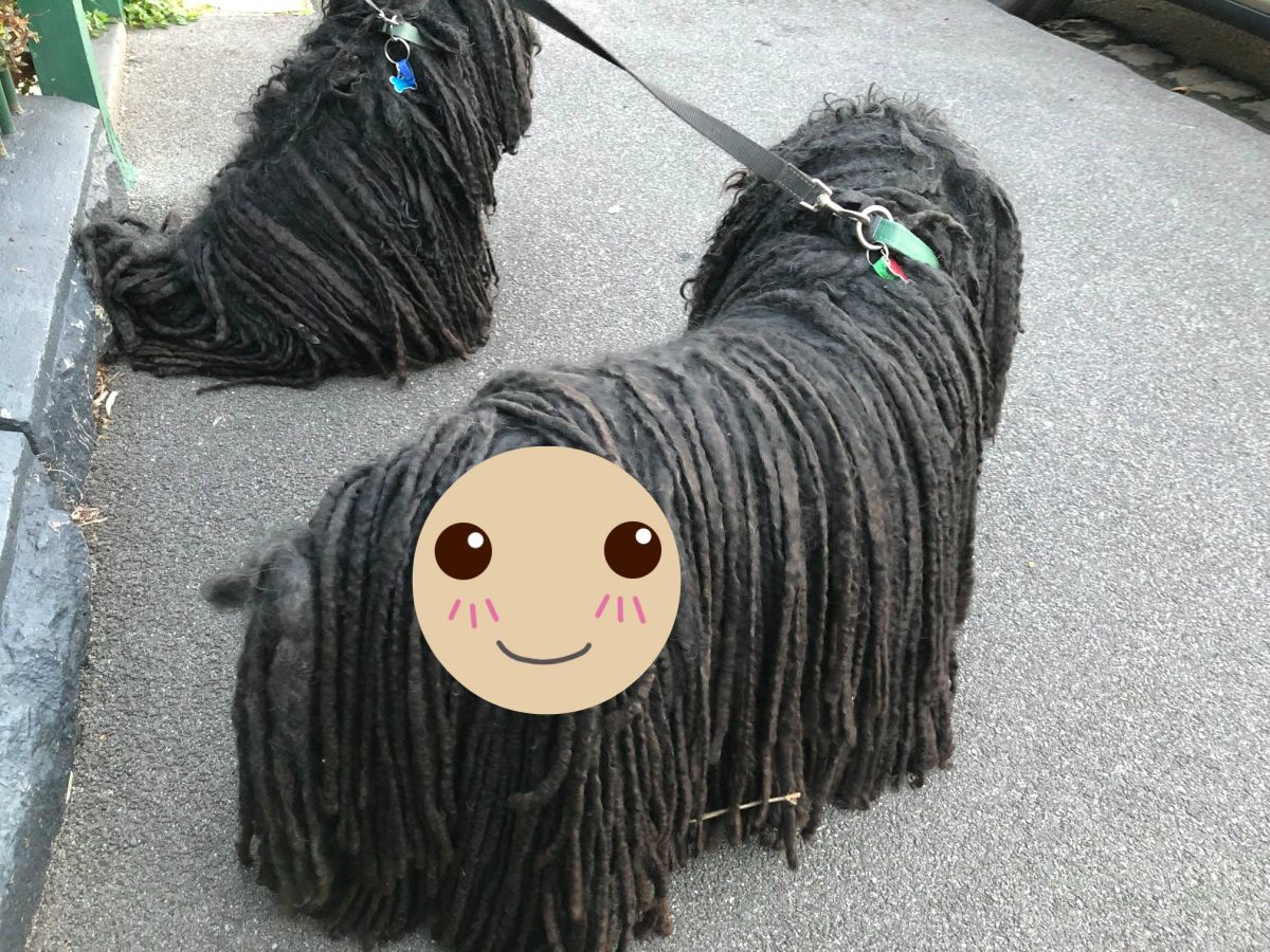 ▲波利犬出門散步，卻連續 2 天帶回「新朋友」。（圖／翻攝自 Sally Watkinson 臉書）