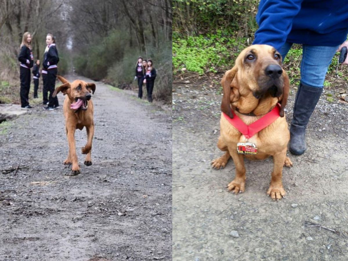 狗狗露迪芬外出上廁所還溜去跑馬拉松，最後竟然得到獎牌！（圖／FB@Elkmont's Hound Dog Half）