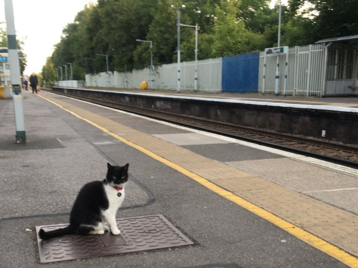 芬妮每天早晨都身穿紳士燕尾服認真上班，也會熱情和乘客打招呼。(圖/Twitter@jimzwall)