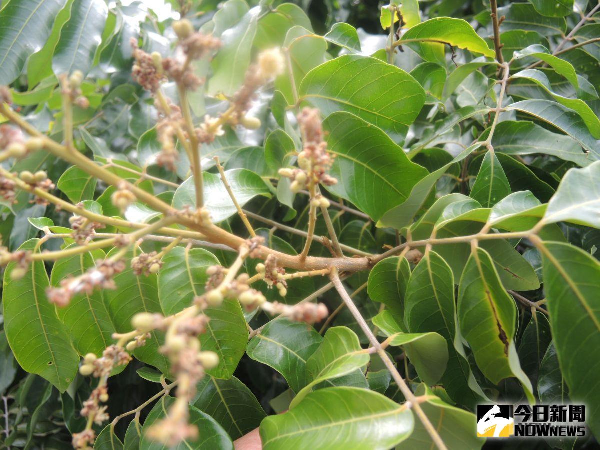 ▲社頭龍泉宮前二棵龍眼樹竟然「花開二度」，現在已經9月，卻仍在開花和結果，同時也在長嫩葉。（圖／記者陳雅芳攝，2019.09.16）