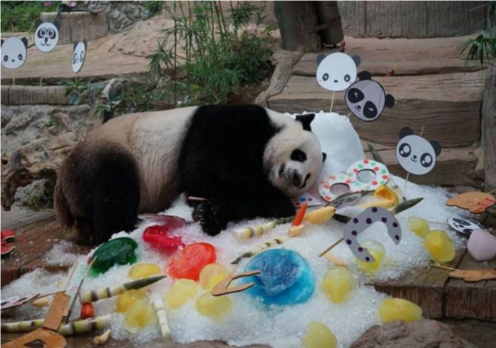 慟！誕下泰國第一隻土生熊貓的「創創」離世
