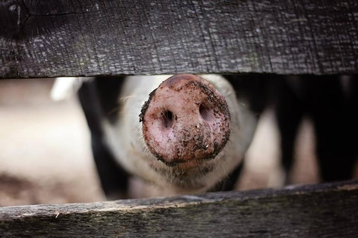 非洲豬瘟南韓也淪陷　從韓國入境嚴禁攜帶豬肉製品
