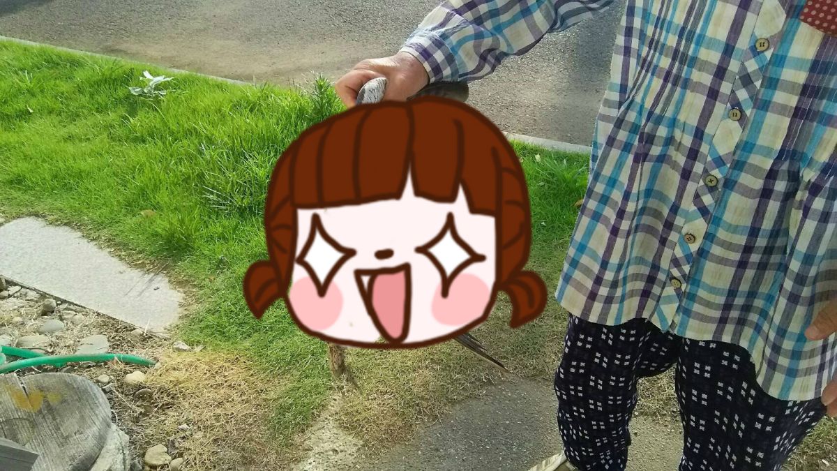 ▲阿嬤手握猛禽，竟像抓一隻雞一樣簡單。（圖／翻攝自 nejinejitweet 推特）