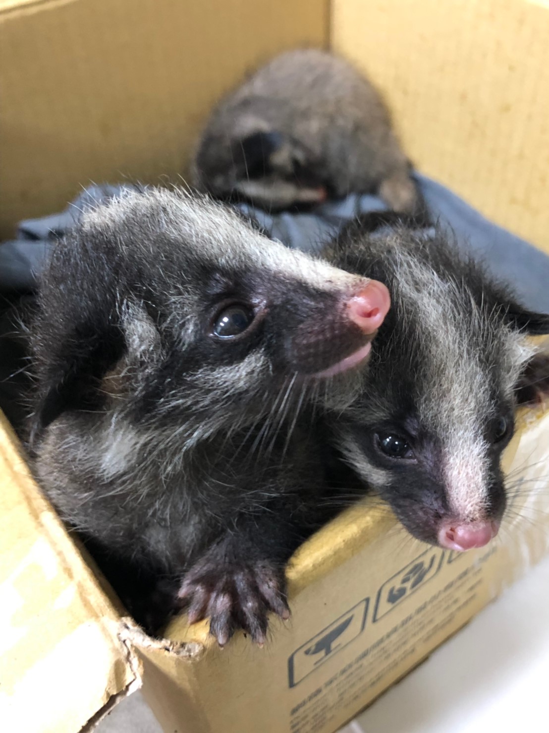 ▲剛出生的白鼻心寶寶非常虛弱、尚未離乳，且牠們不能自行進食，每2、3個小時需要哺餵一次。（圖／新北市動保處提供）