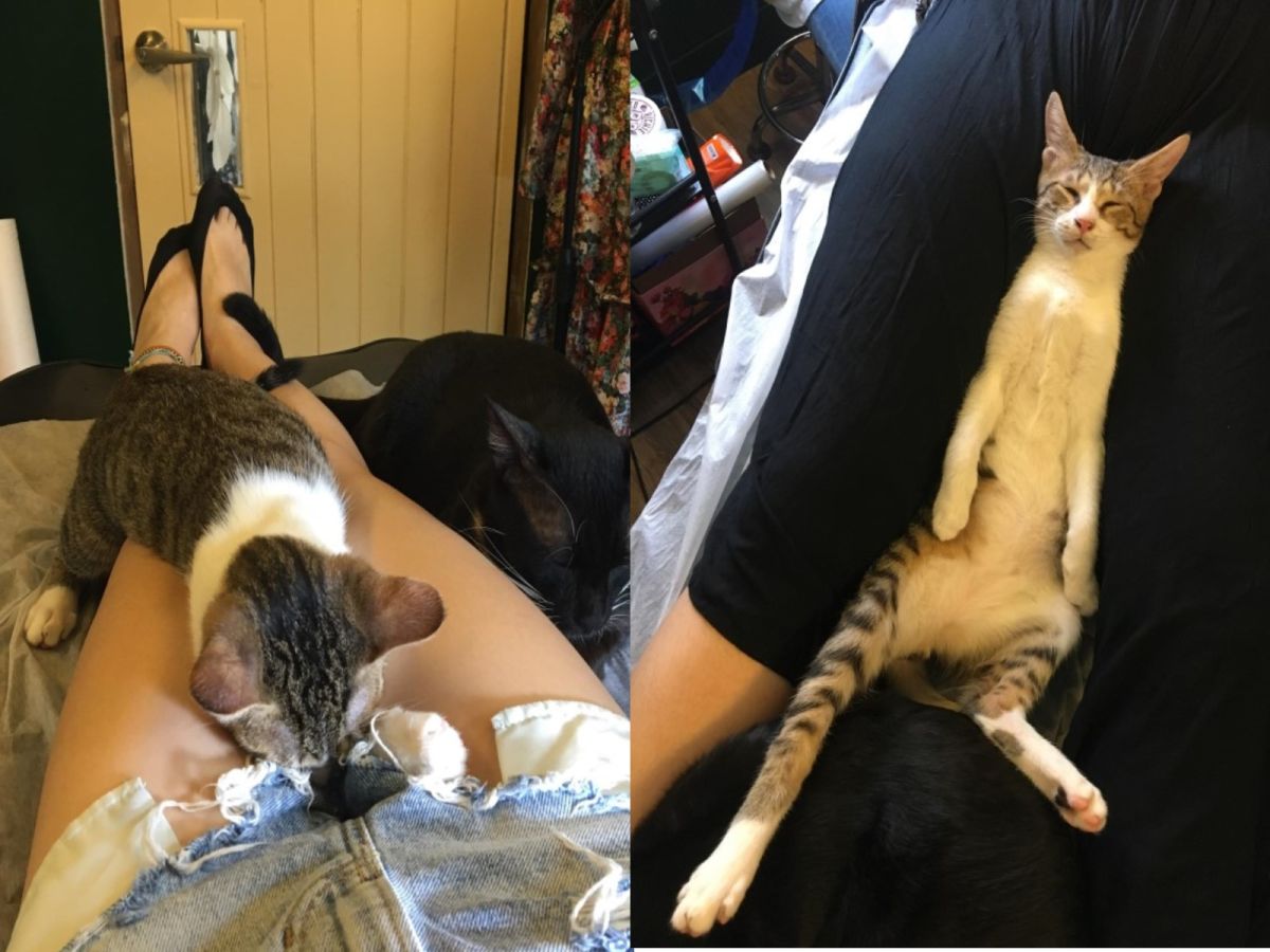 刺青店菜鳥工讀生「小豬」喜歡睡在客人的大腿，日前竟然還把頭埋在女客人的私密處，害店員急叫：「你這樣很沒禮貌！」（圖／Jamie Wu提供）