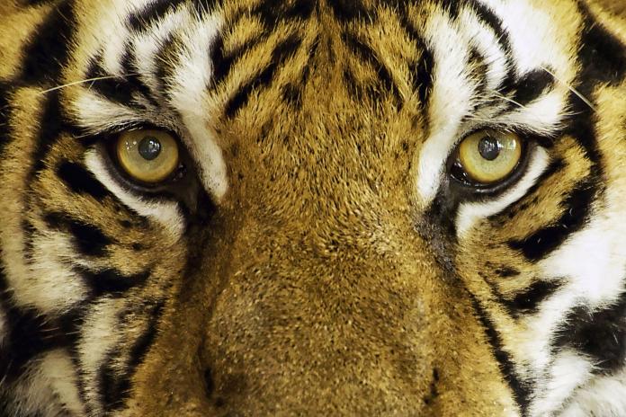 泰國「老虎廟」涉虐待  獲救的老虎過半數死亡
