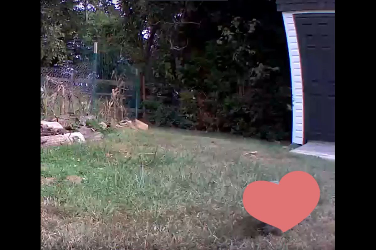 ▲農作物頻被偷，男子裝監視器拍到小偷蹤影。（圖／翻攝自
 Chunk The Groundhog Youtube ）