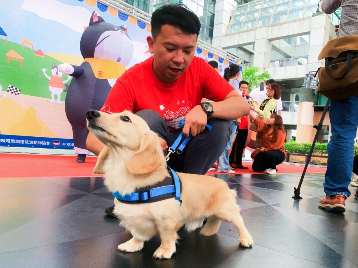 ▲咪可思關懷流浪動物協會於10月19日在三重大台北都會公園舉辦「咪可思公益路跑」。（圖／記者宋原彰提供）
