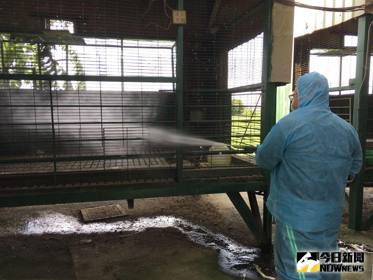 ▲經家衛所確診為H5N2亞型高病原性禽流感，防疫人員於今日完成場內其餘禽隻撲殺清場及消毒工作。（圖／記者陳雅芳攝，2019.09.20）