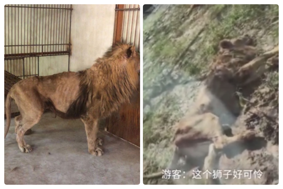 ▲遼寧遼陽動物園兩隻獅子骨瘦如柴。（圖／翻攝影片）
