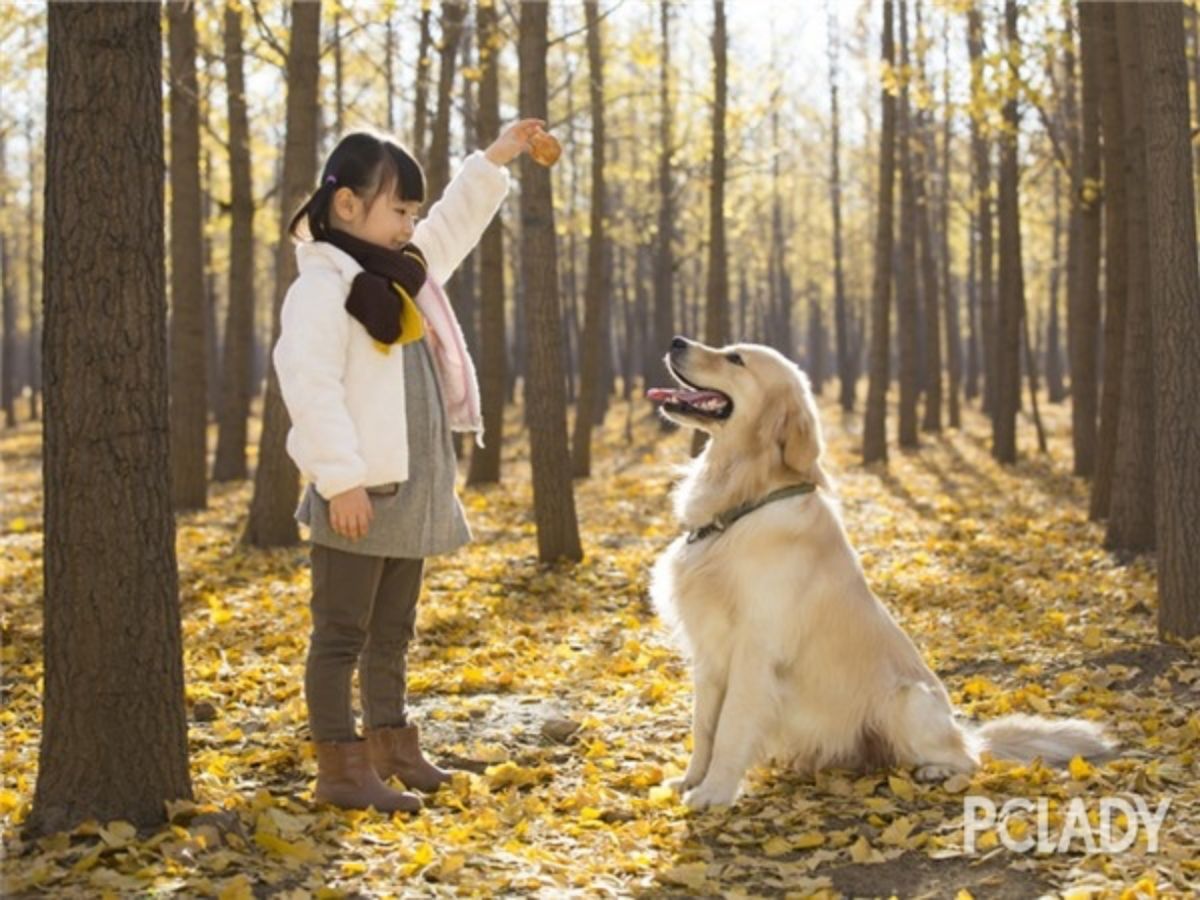 ▲有些人以為狗咬膠（又稱牛皮骨）是乾掉肉乾，其實狗咬膠是「皮革產業」的副產品，就是做皮包過程捨棄的廢料。（圖／翻攝網路）