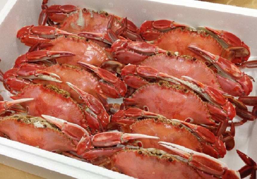 ▲感蟹熟蟹禮搶購活動，民眾可用便宜價格買到限量50盒8隻裝熟蟹。（圖／新北市漁管處提供）