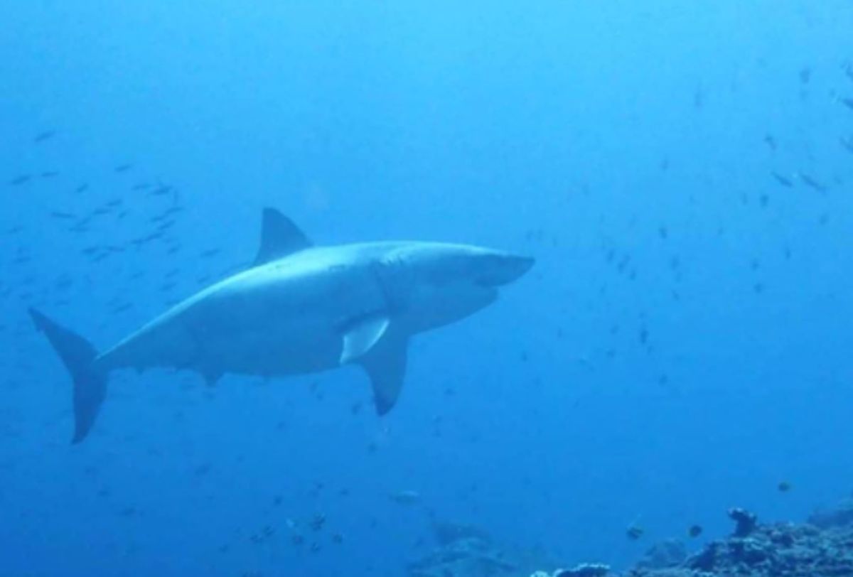 「一開始我們以為是鯨鯊，沒想到靠近一看，竟然是大白鯊。」潛水攝影師說。（圖／翻攝自Cholladda Khalythong臉書）