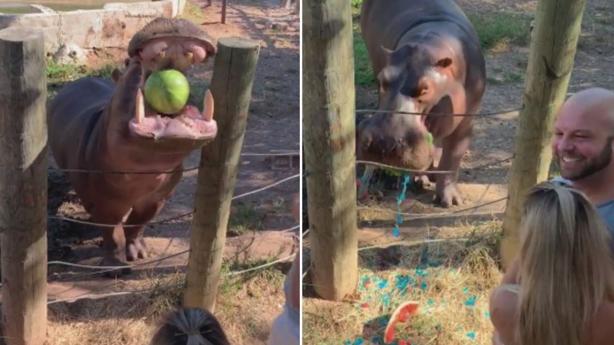 ▲美國一對準爸媽，因為拿有藍色果凍的西瓜給河馬吃，藉此揭曉即將出生的寶寶性別，而被圍剿是虐待動物。（圖／翻攝自 Inside Edition ）