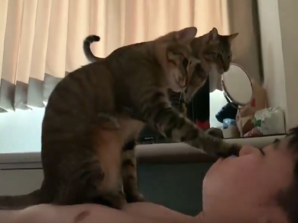 虎斑貓花花摸奴才的臉，叫他立刻起床放飯！（圖／翻攝自FB@張宜庭提供）