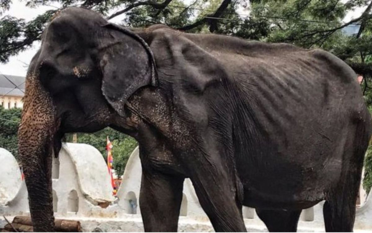 蒂奇利死亡時約70歲，等於被迫害了70年。（圖／拯救大象基金會臉書）
