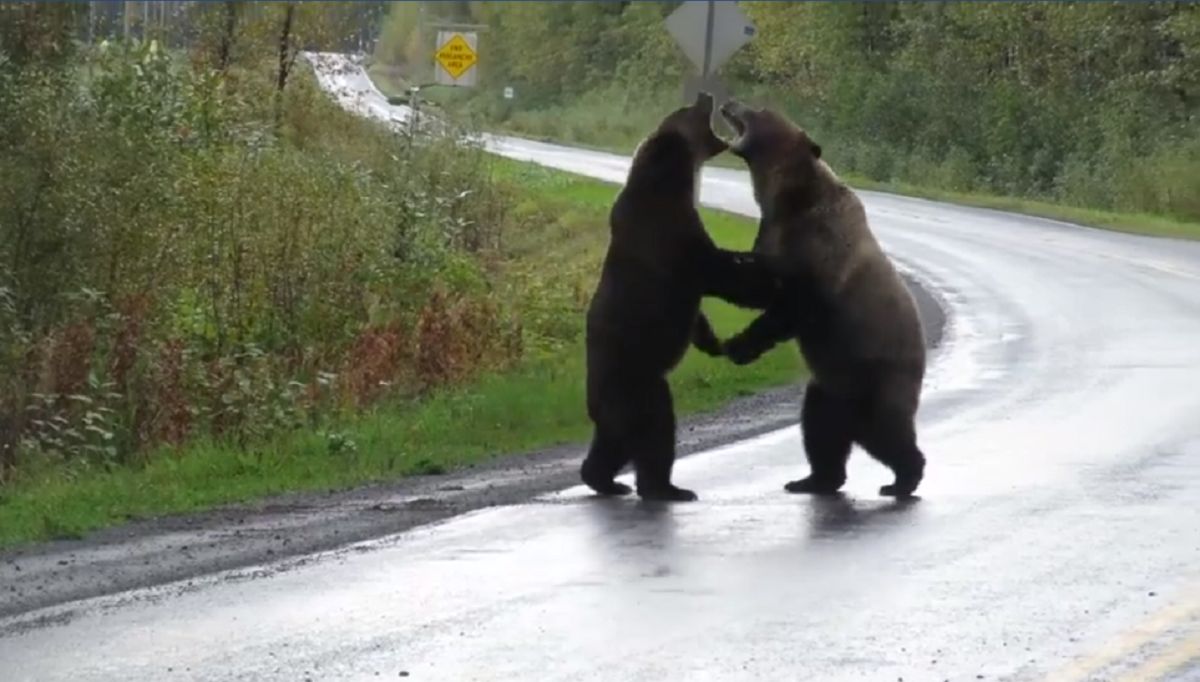 ▲加拿大女網友錄下這驚人的一幕。（圖／翻攝自Cari McGillivray臉書）