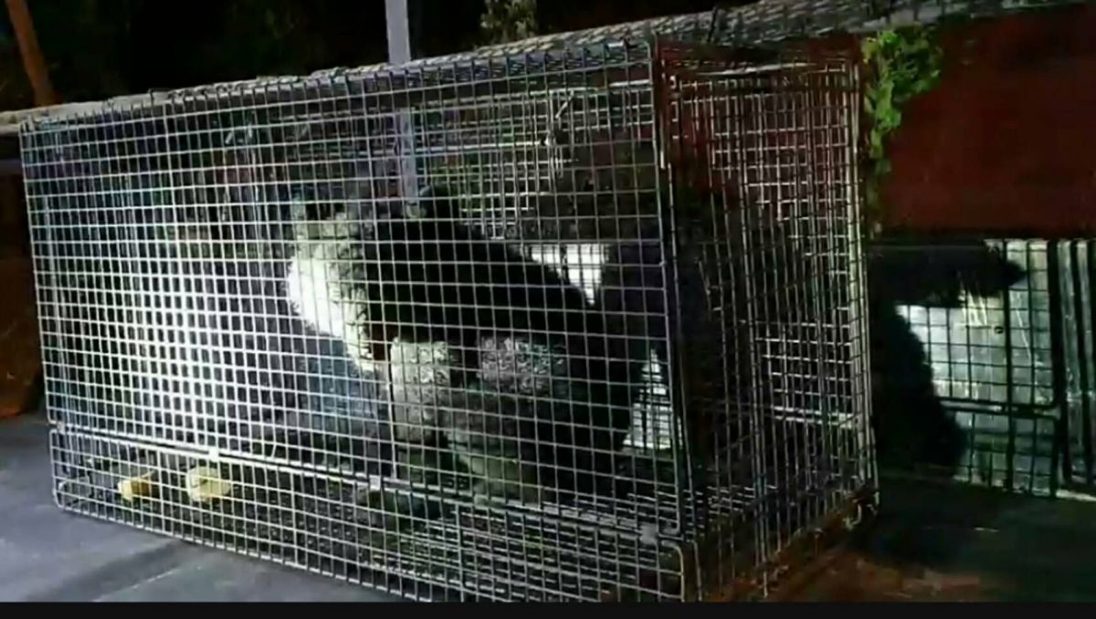 ▲台東縣海端鄉利稻村今日晚間捕獲一隻黑熊。（圖／台東林管處提供）