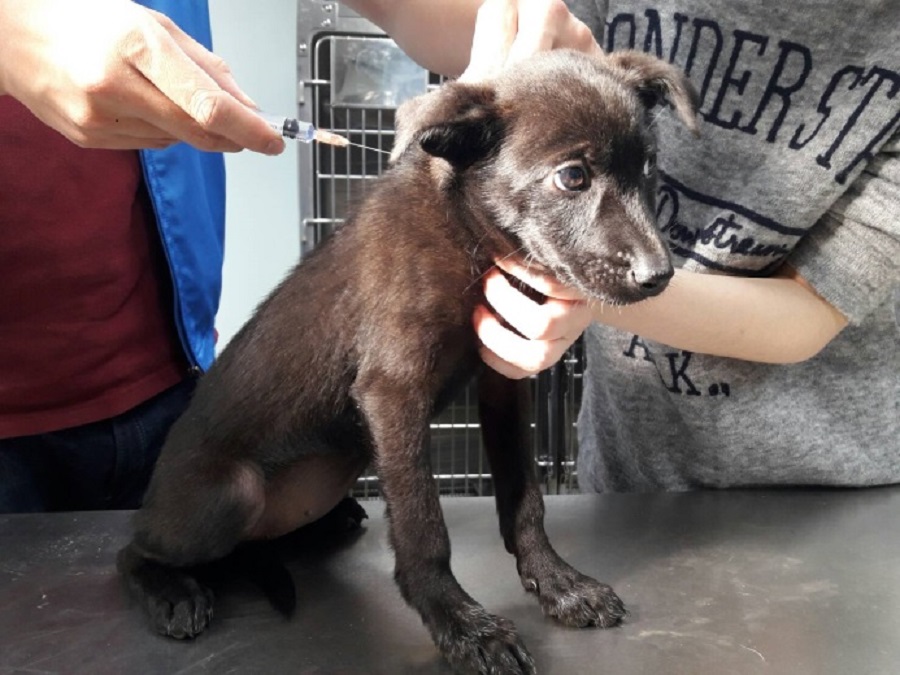 ▲民眾10月份至簽約動物醫院進行狂犬病疫苗預防注射可享優惠價110元。(圖／新北市動保處提供)