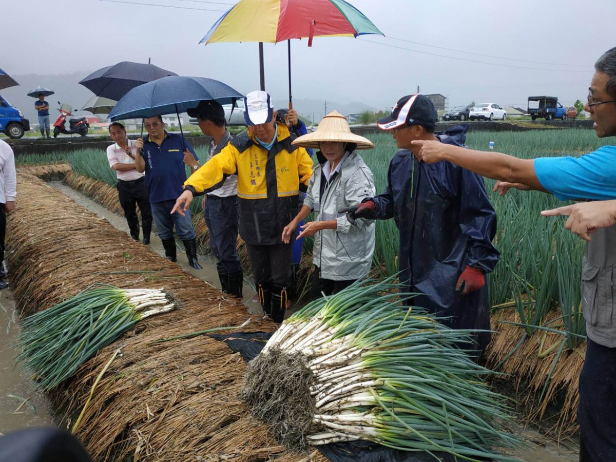 ▲宜蘭縣長林姿妙到三星鄉了解青蔥搶收情形。（圖／宜蘭縣政府提供)