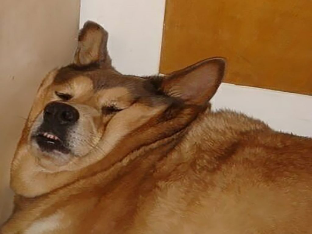 狗狗：讓本汪示範什麼叫做一秒變液體！（圖／reddit@RawberrySportcake）